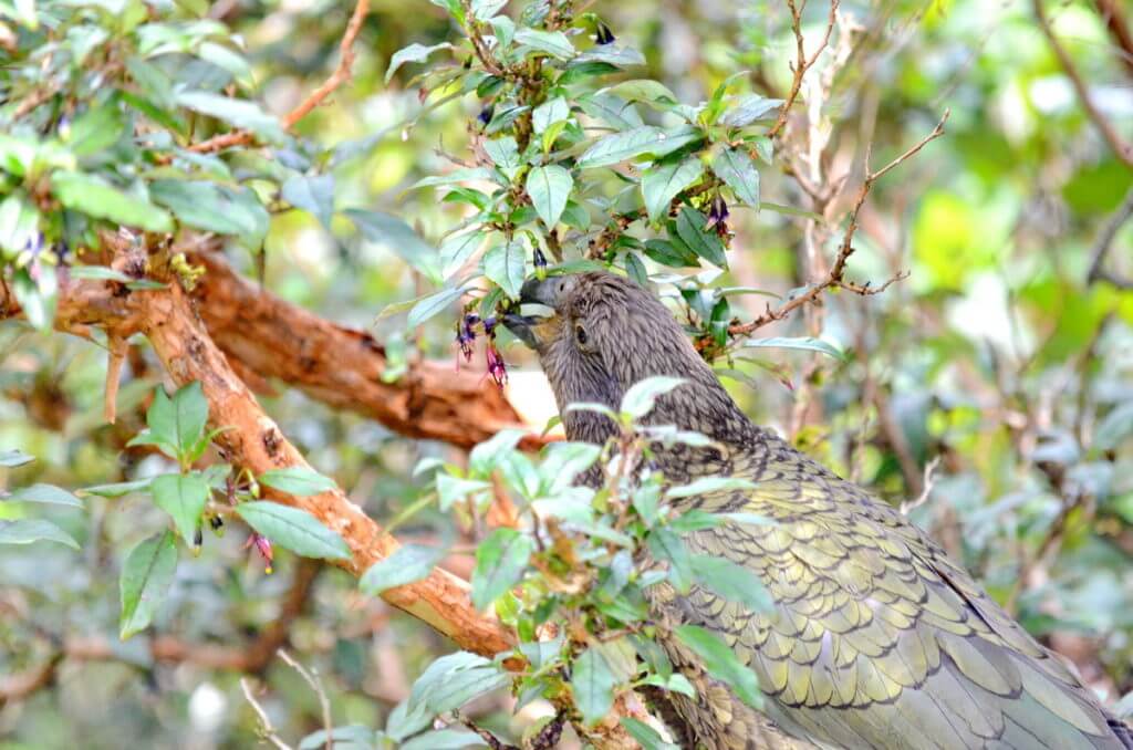 a kea parrot eating flowers, fiordland national park, south island, new zealand