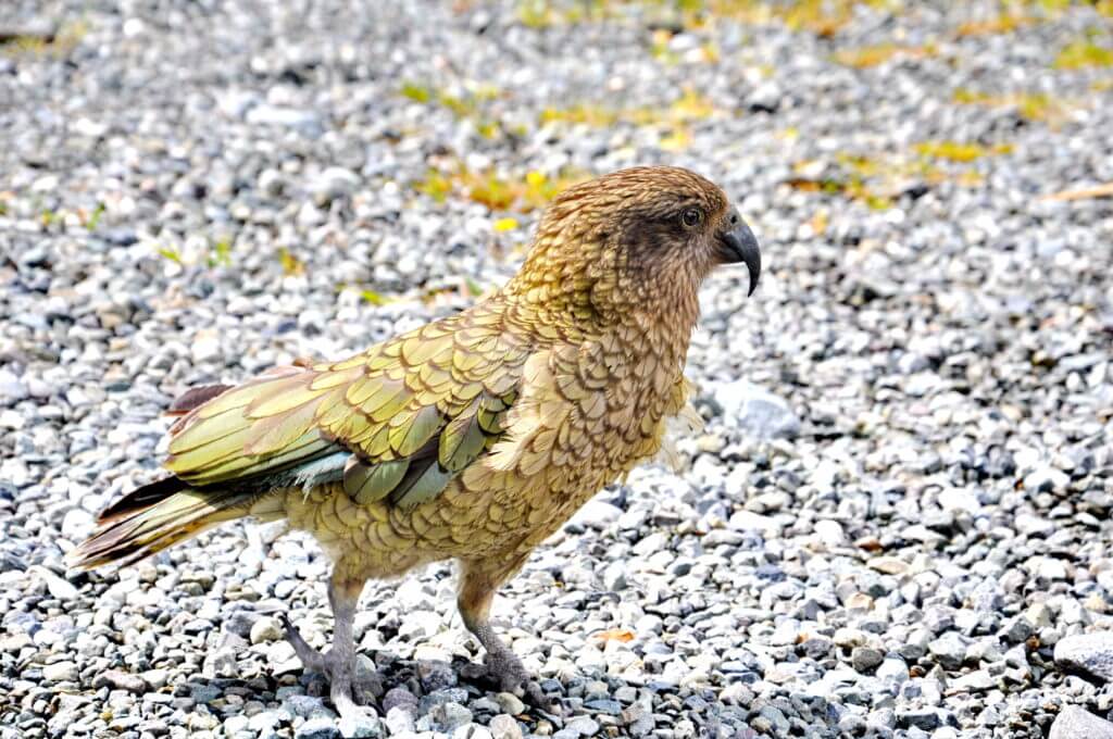 a kea parrot, fiordland national park, south island, new zealand