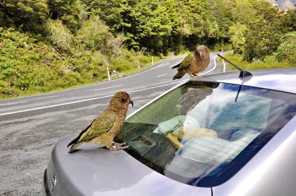 kea parrots on a car, fiordland national park, south island, new zealand
