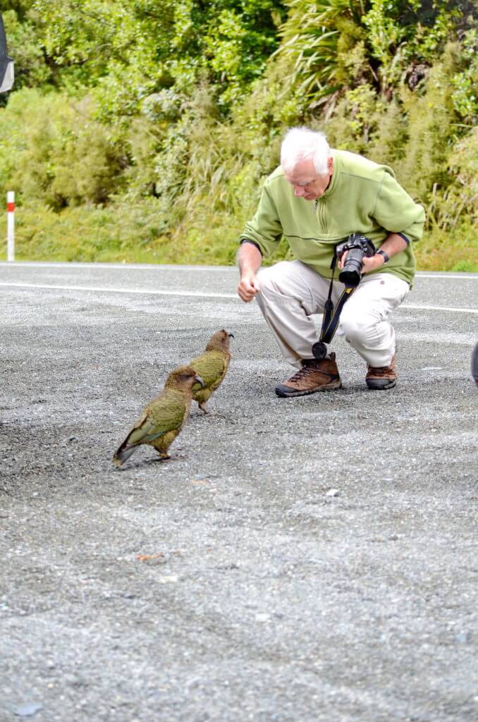 bob with two kea parrots, fiordland national park, south island, new zealand