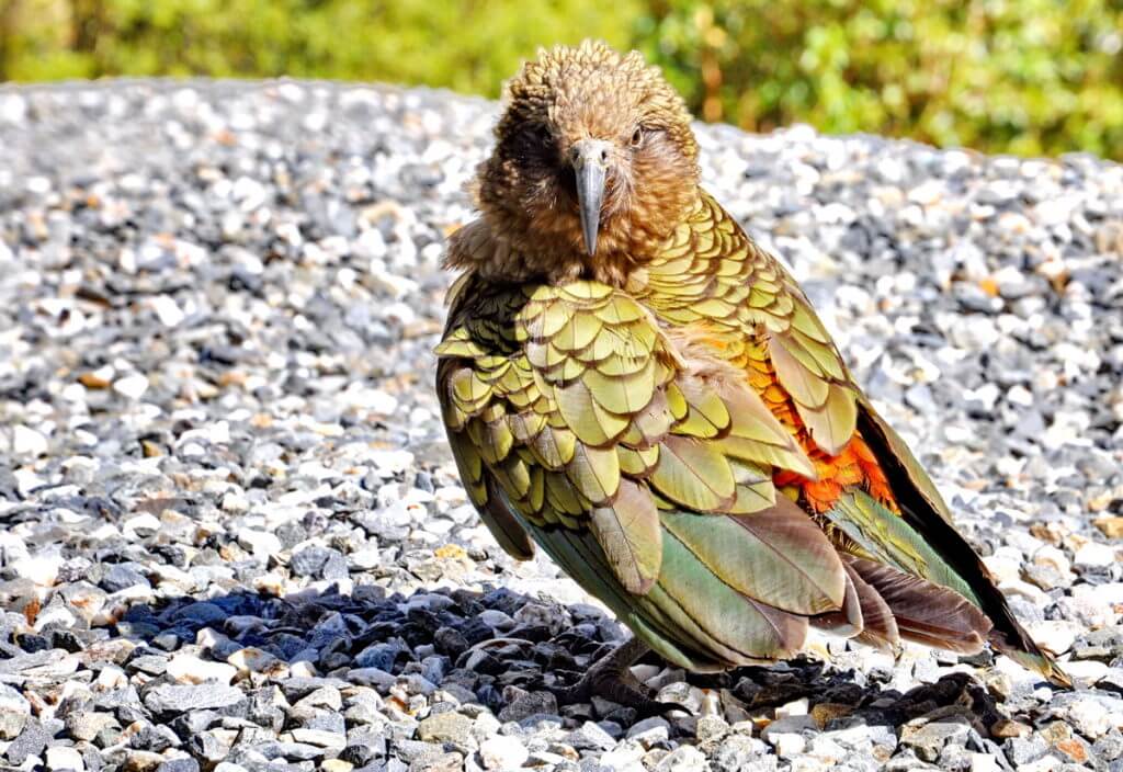 a kea in fiordland national park, south island, new zealand