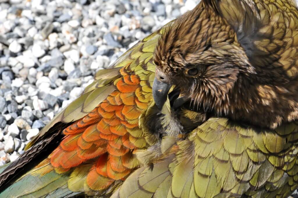 a kea preening, fiordland national park, south island, new zealand 