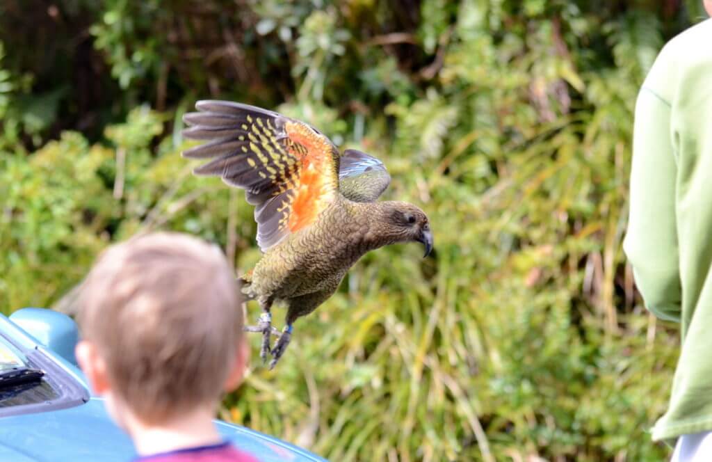 a kea in flight, fiordland national park, south island, new zealand