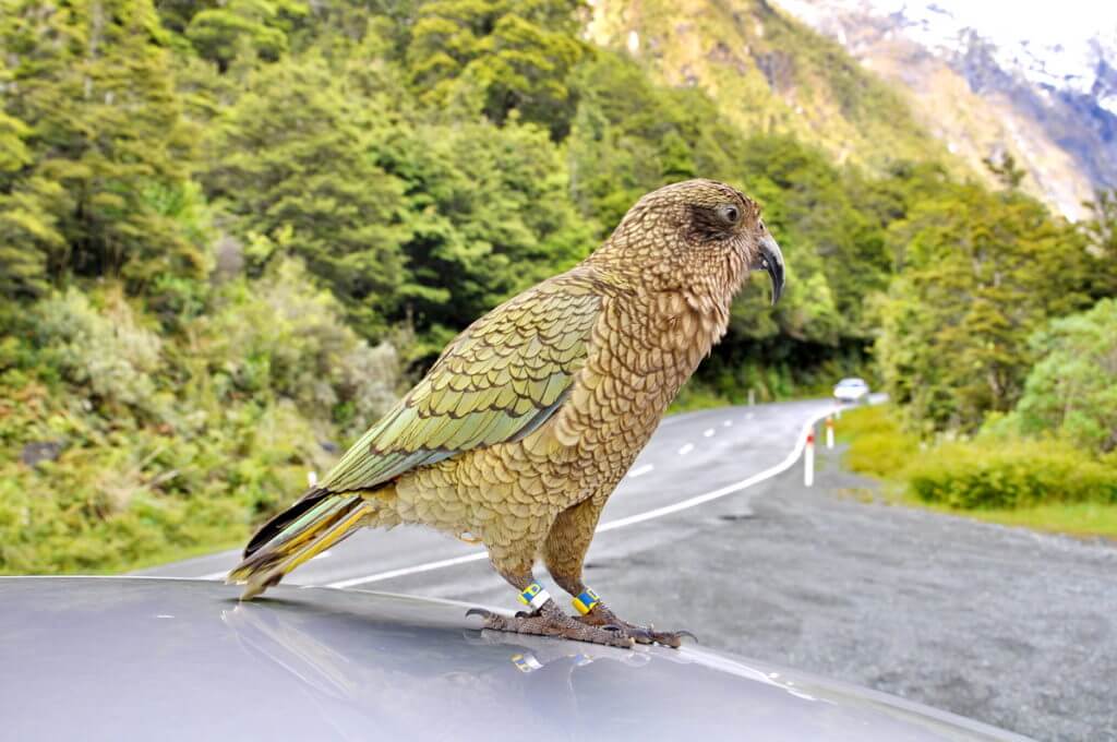 a kea parrot, fiordland national park, south island, new zealand