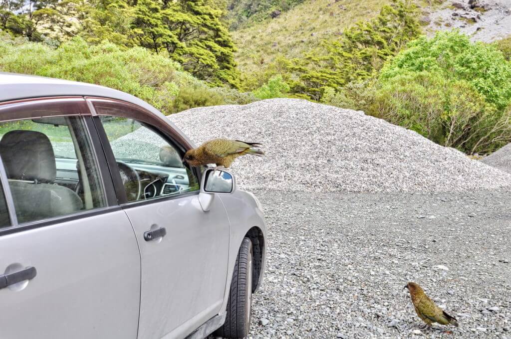 a kea parrot on a car, fiordland national park, south island, new zealand