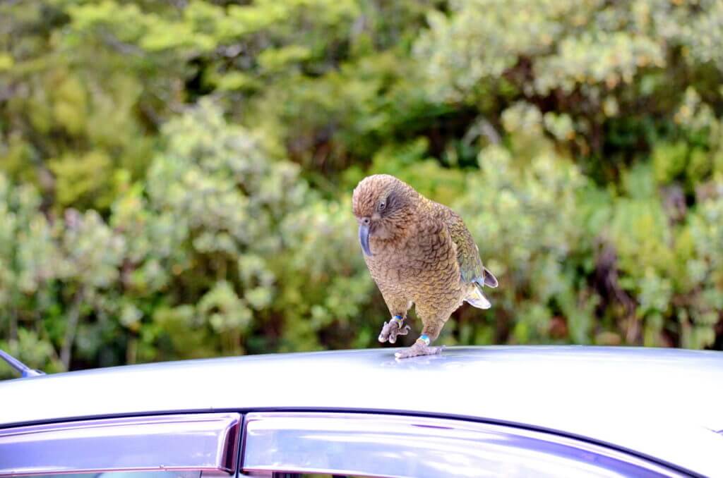 a kea parrot, fiordland national park, south island, new zealand