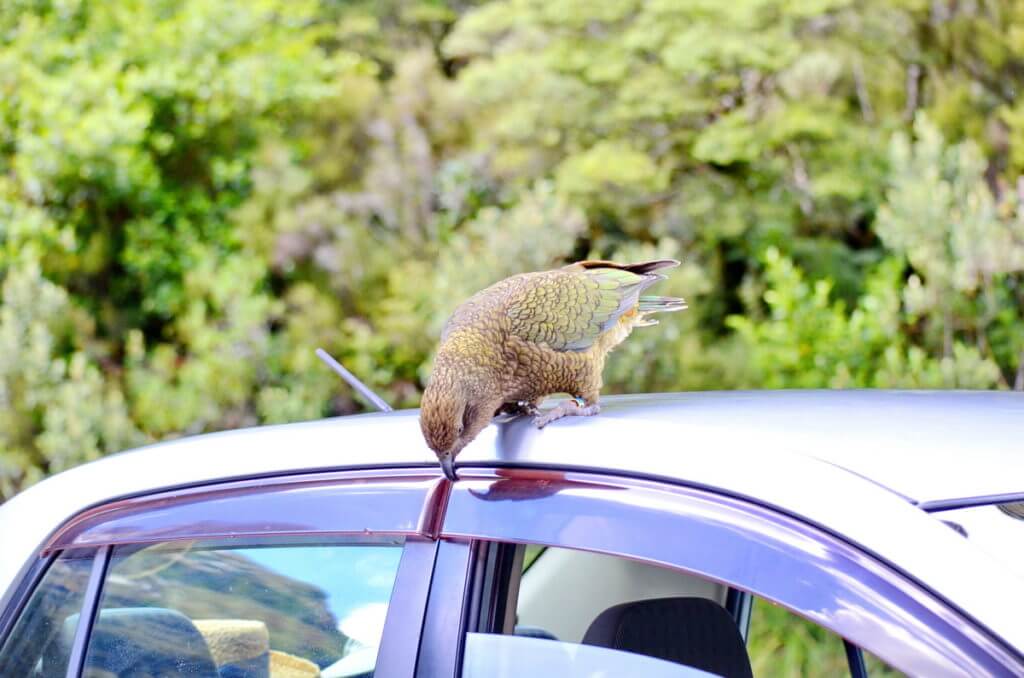 a kea parrot on a car, fiordland national park, south island, new zealand