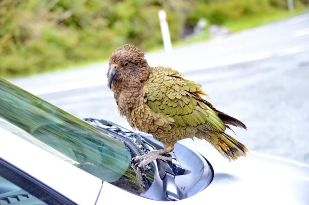 a kea parrot on a car, fiordland national park, south island, new zealand