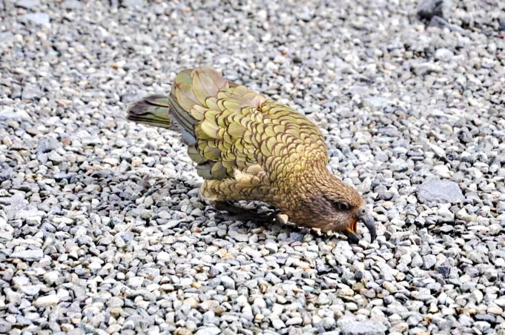 a kea parrot, fiordland national park, south island, new zealand