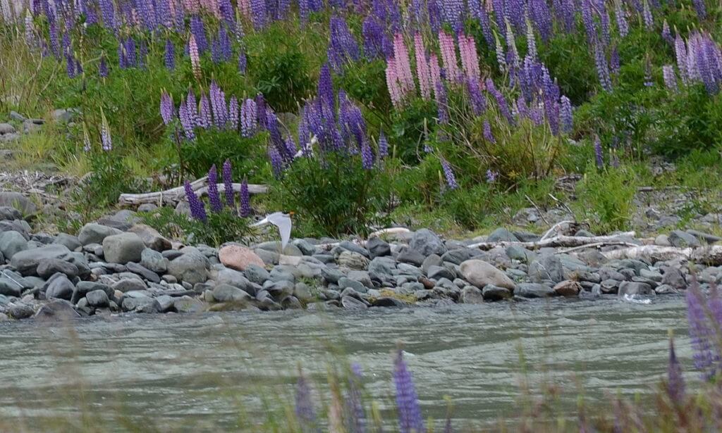 a black-fronted tern and russell lupins, eglinton river valley, fiordland national park, new zealand 