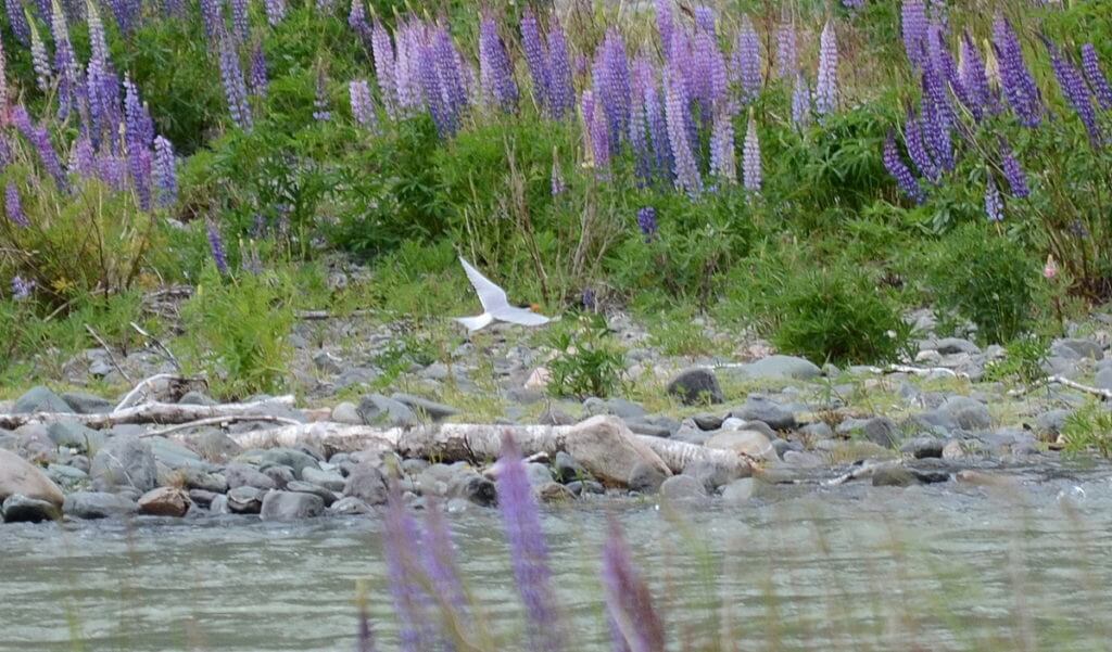 black-fronted tern flying over the eglinton river, eglinton river valley, fiordland national park, new zealand 
