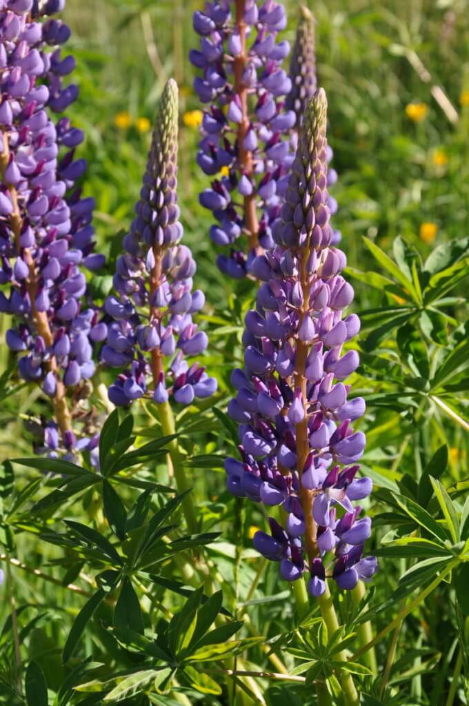russell lupins, eglinton river valley, fiordland national park, new zealand 
