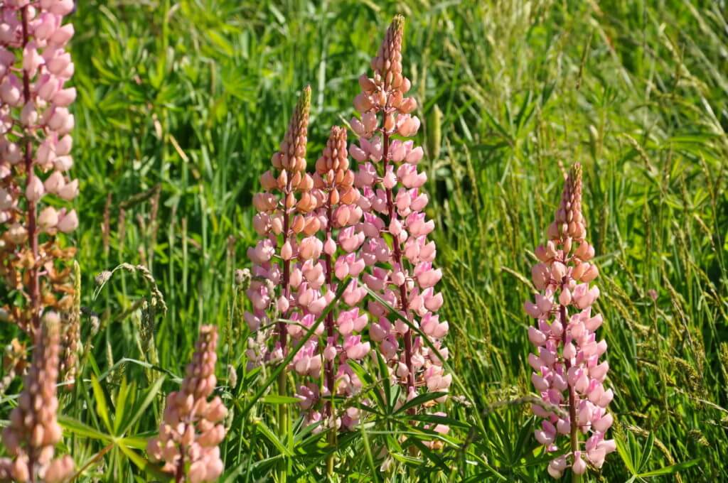 russell lupins, eglinton river valley, fiordland national park, new zealand 