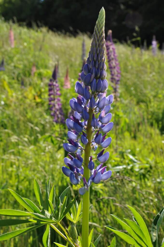 russell lupins, eglinton river valley, fiordland national park, new zealand 