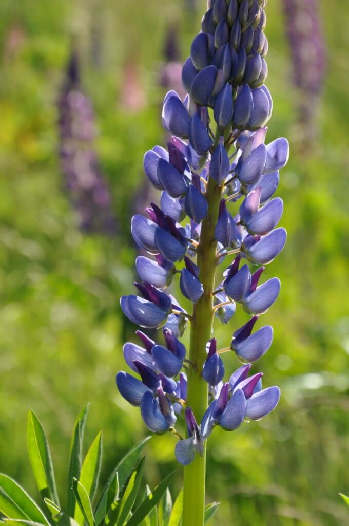 russell lupins, eglinton river valley, fiordland national park, new zealand 