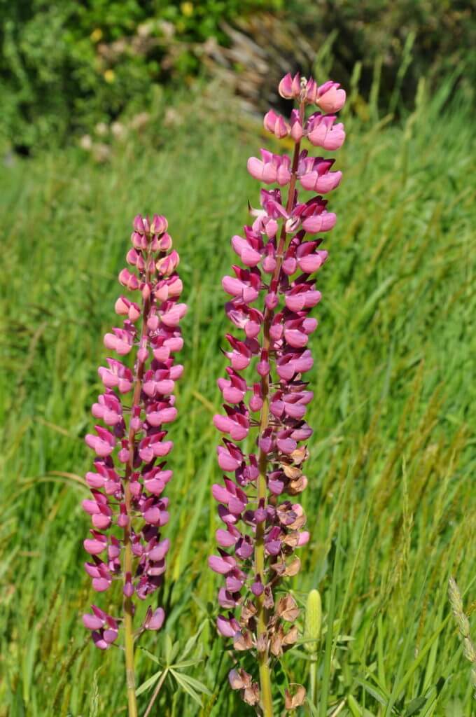 russell lupins, eglinton river valley, fiordland national park, new zealand 