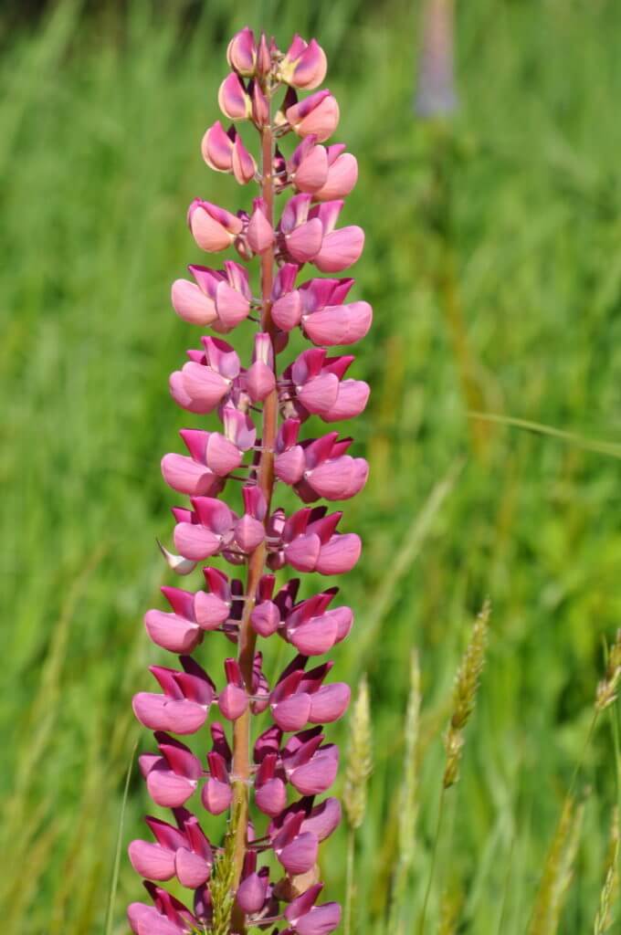 russell lupin, eglinton river valley, fiordland national park, new zealand 