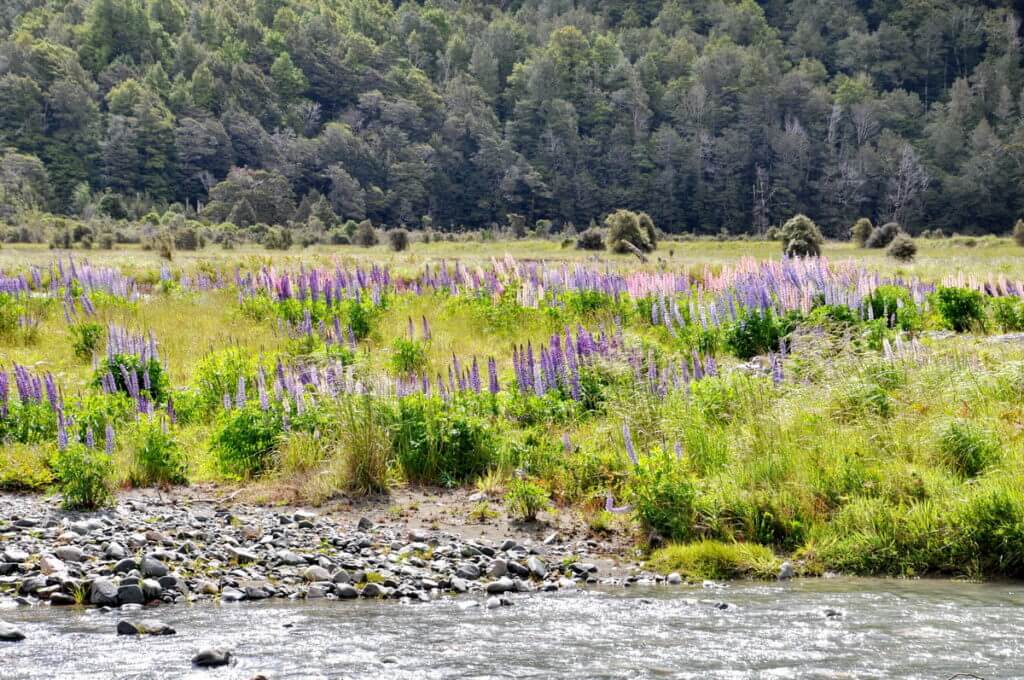 russell lupins, eglinton river valley, fiordland national park, new zealand 