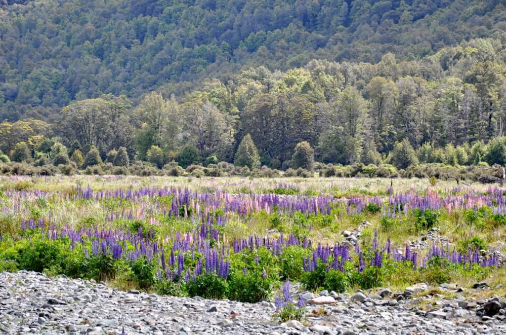 russell lupins, eglinton river valley, fiordland national park, new zealand 
