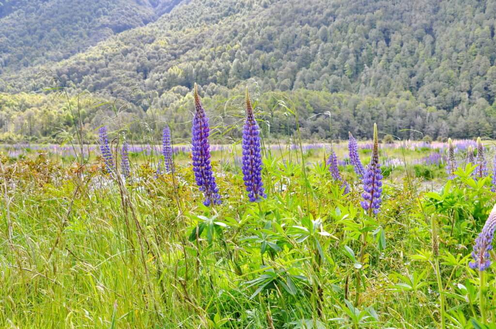 russell lupins, eglinton river valley, fiordland national park, new zealand 