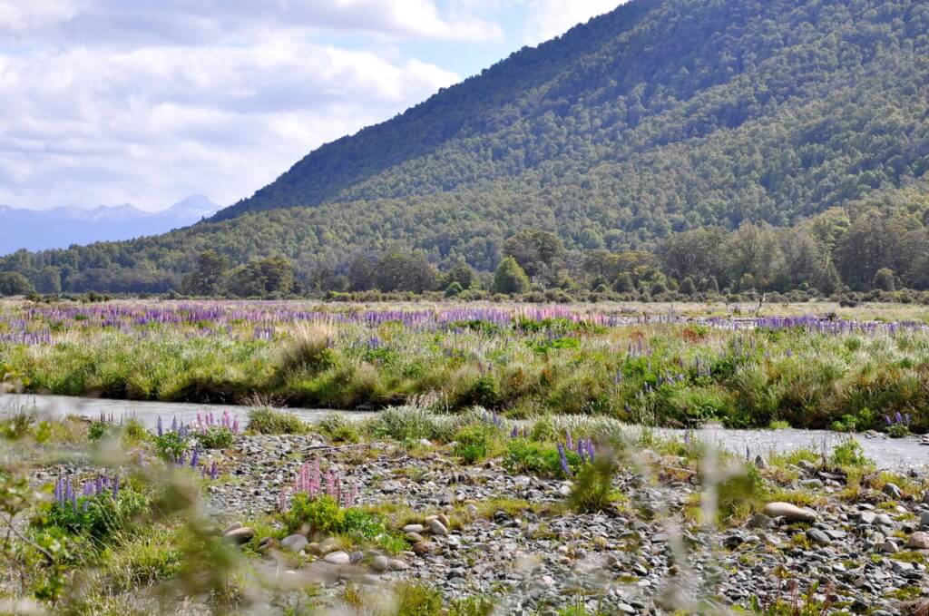 russell lupins, eglinton river valley, fiordland national park, new zealand 