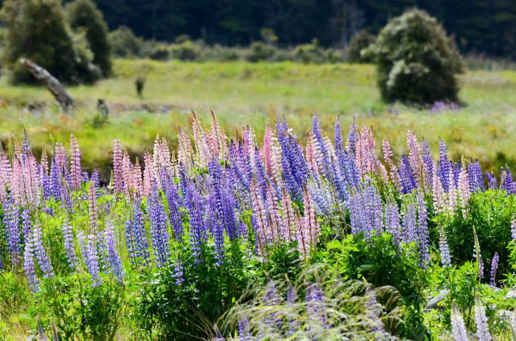 russell lupins, eglinton river valley, fiordland national park, new zealand 