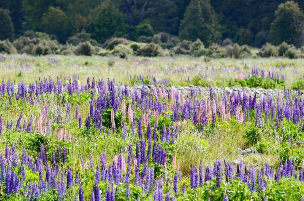 russell lupins, eglinton river valley, fiordland national park, new zealand 