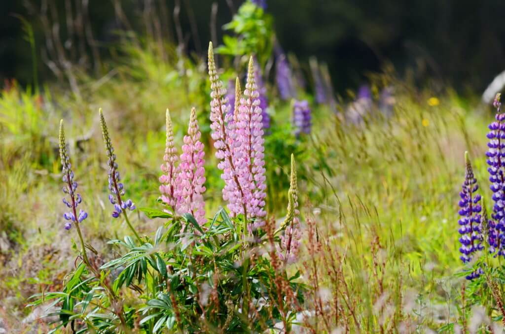 russell lupins, eglinton river valley, fiordland national park, new zealand 