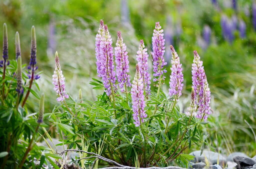 russell lupins, eglinton river valley, fiordland national park, new zealand 