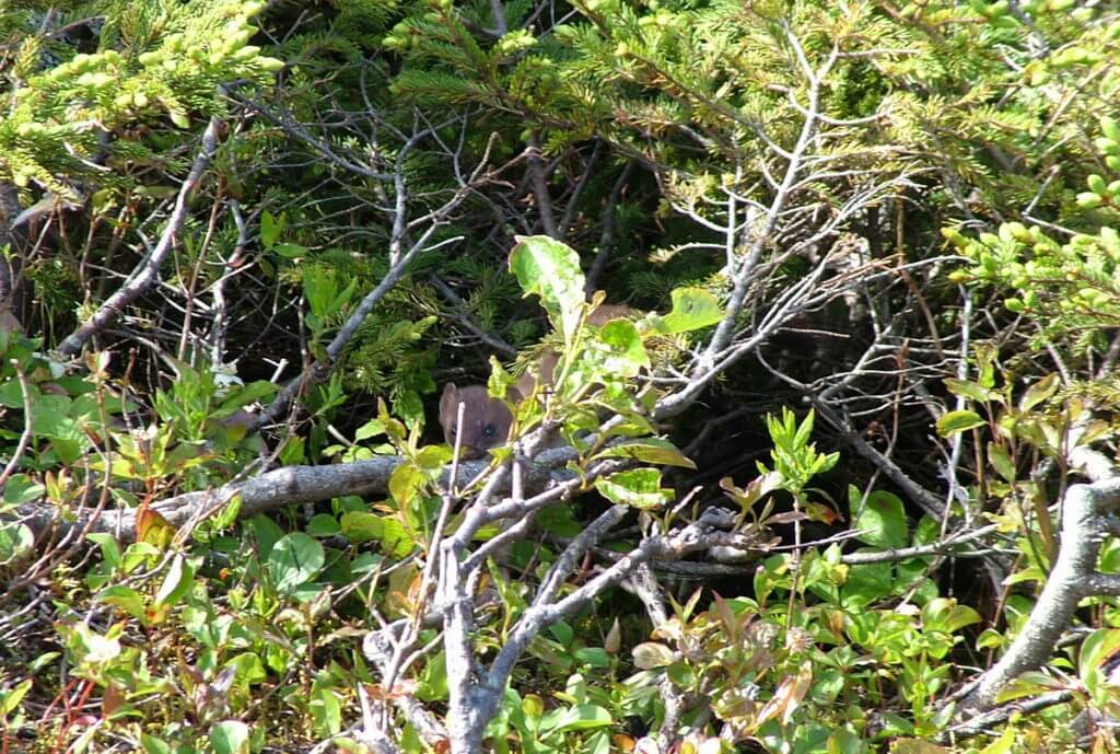 a short-tailed weasel, gros morne mountain trail, newfoundland, canada