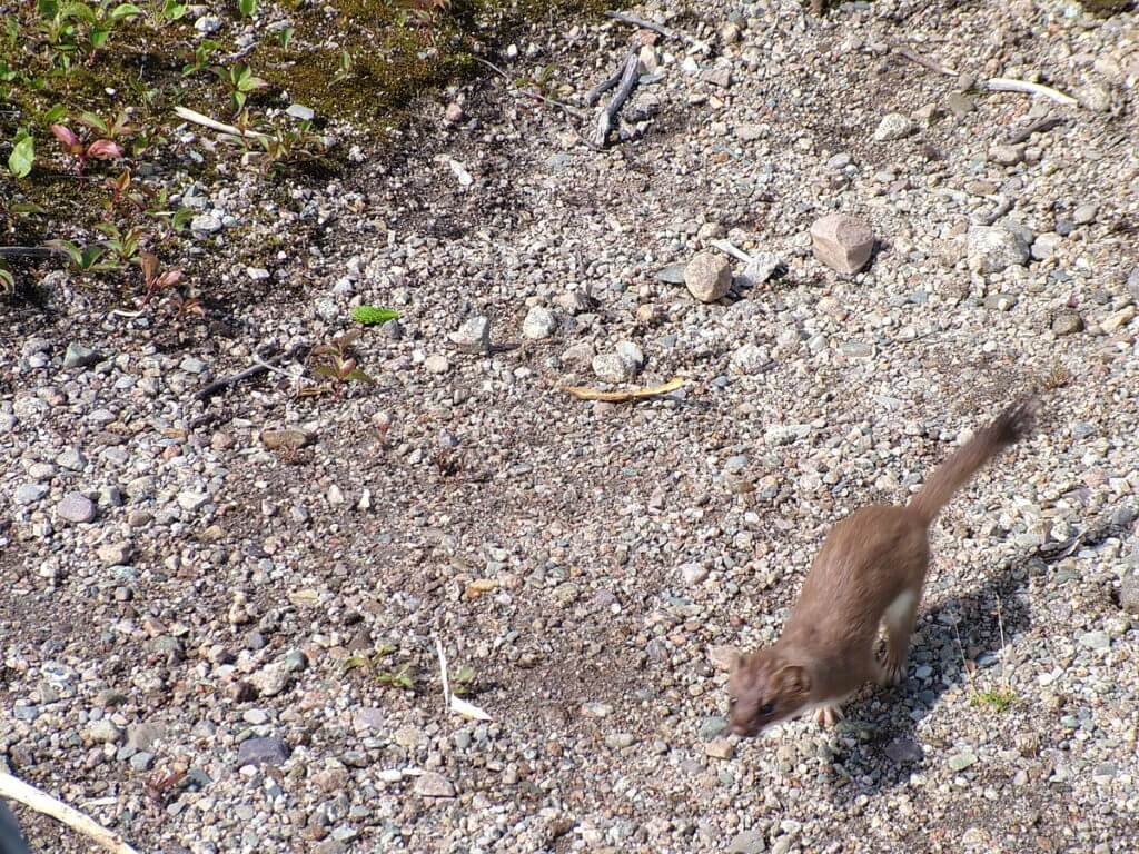 a short-tailed weasel, gros morne mountain trail, newfoundland, canada