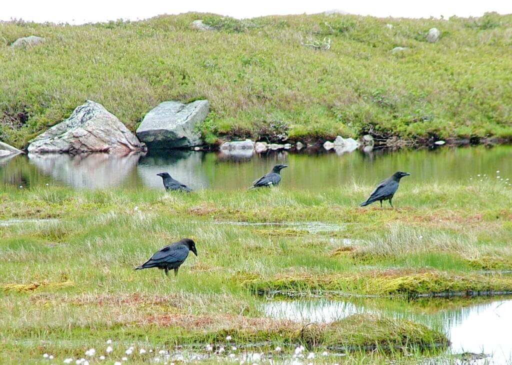 american crows at the base ponds, gros morne mountain, newfoundland, canada