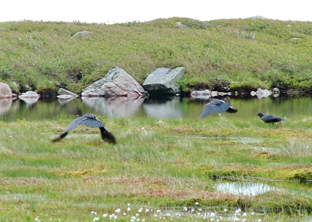 american crows at the base ponds, gros morne mountain, newfoundland, canada