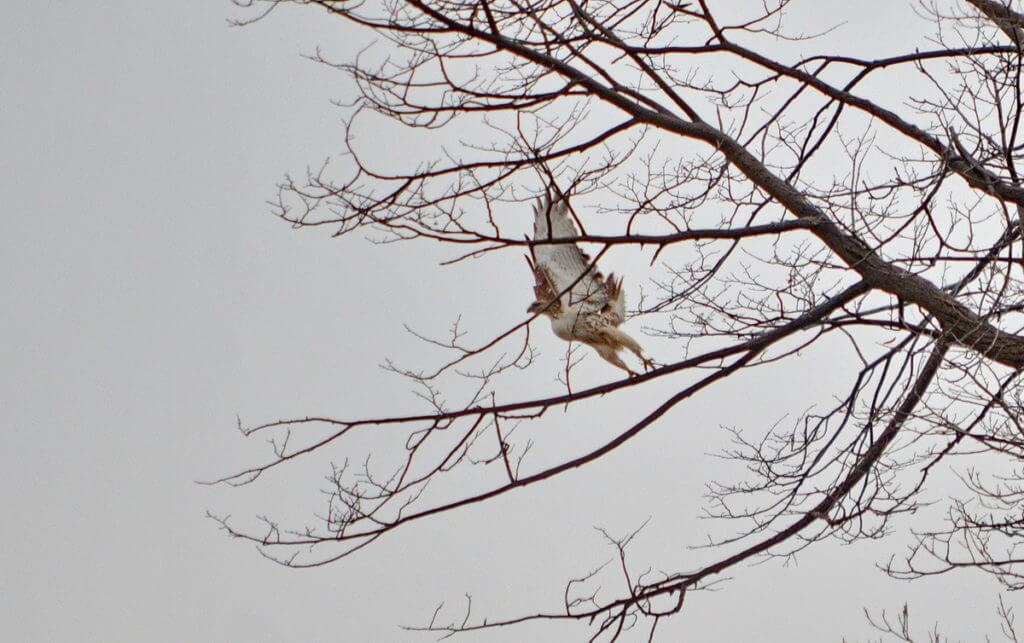 a red-tailed hawk, rouge national urban park, ontario