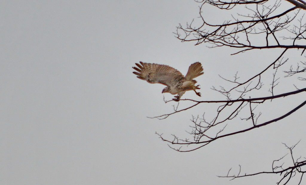 a red-tailed hawk, rouge national urban park, ontario
