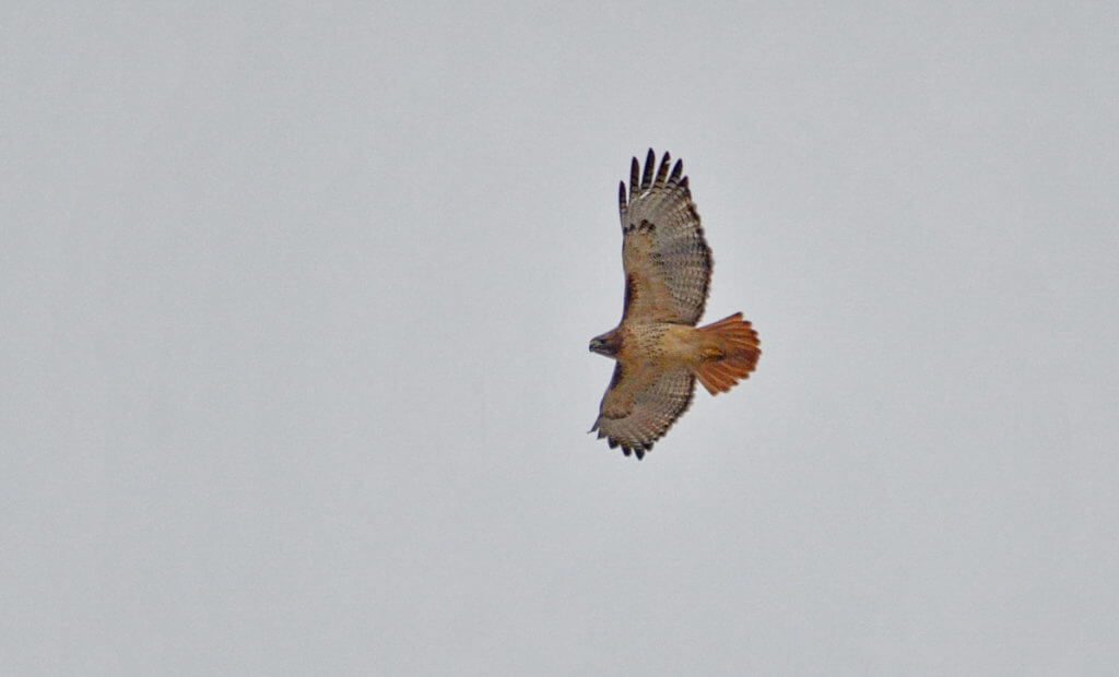 a red-tailed hawk, rouge national urban park, ontario
