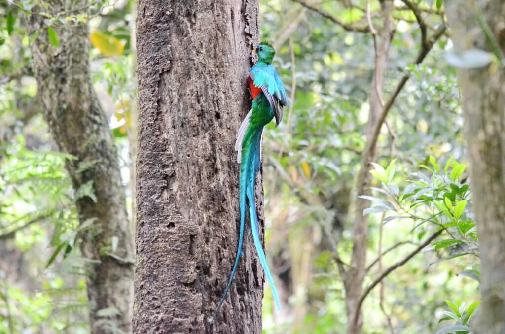 a male resplendent quetzal at a nest hole, monteverde cloud forest preserve, costa rica