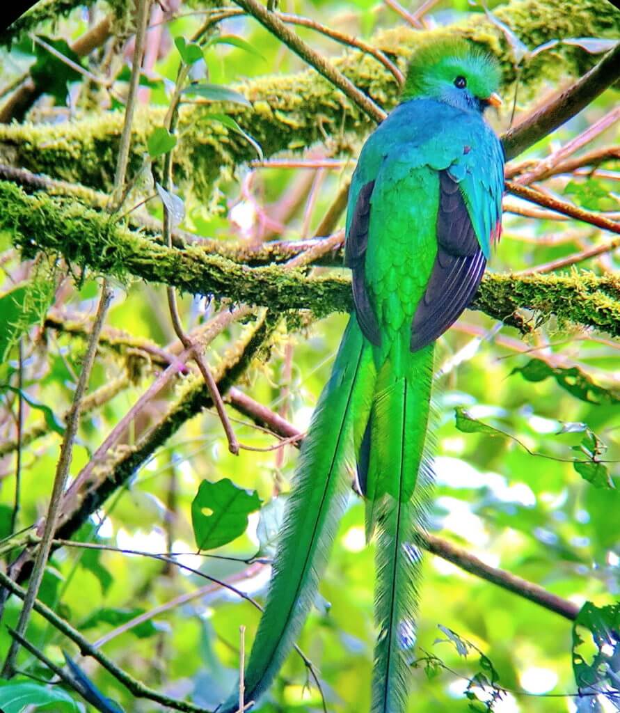 a male resplendent quetzal, monteverde cloud forest preserve, costa rica
