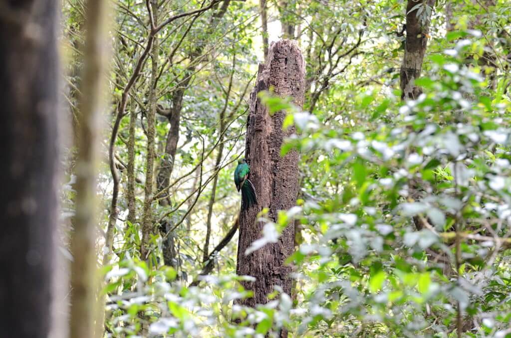 a female resplendent quetzal at a nest hole, monteverde cloud forest preserve, costa rica