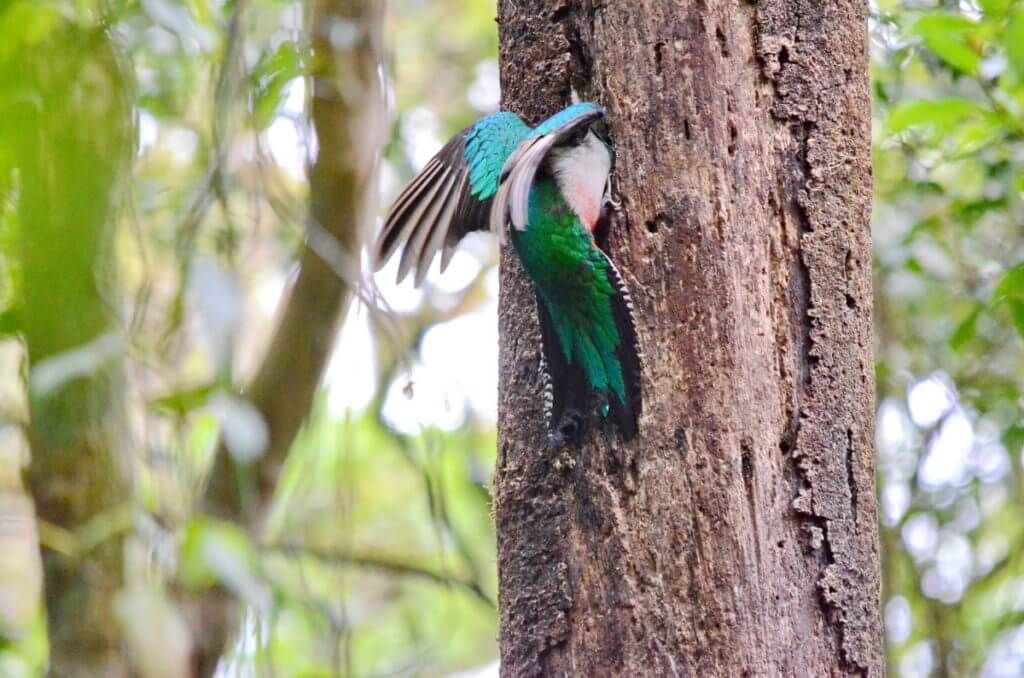 a female resplendent quetzal at a nest hole, monteverde cloud forest preserve, costa rica