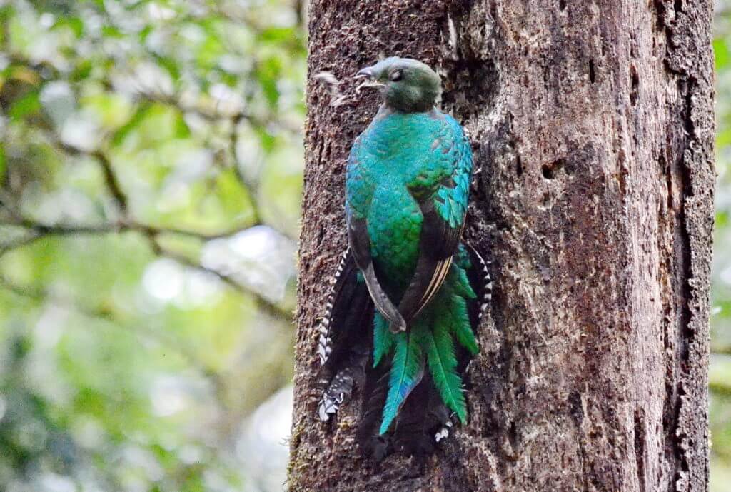 a female resplendent quetzal at a nest hole, monteverde cloud forest preserve, costa rica