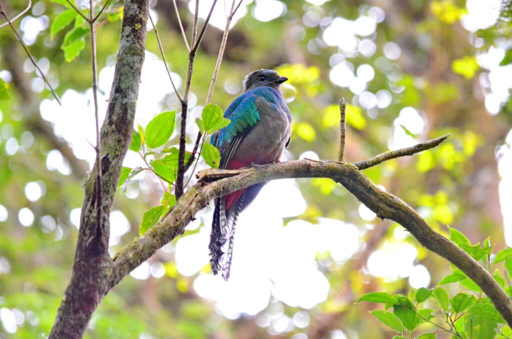 a female resplendent quetzal, monteverde cloud forest preserve, costa rica