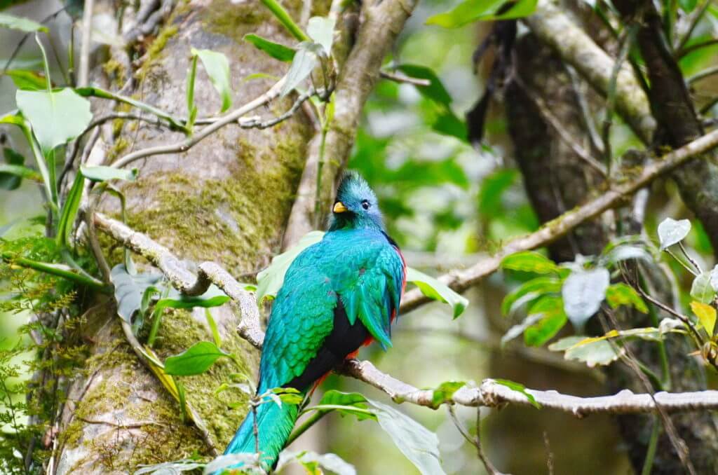 a male resplendent quetzal, monteverde cloud forest preserve, costa rica