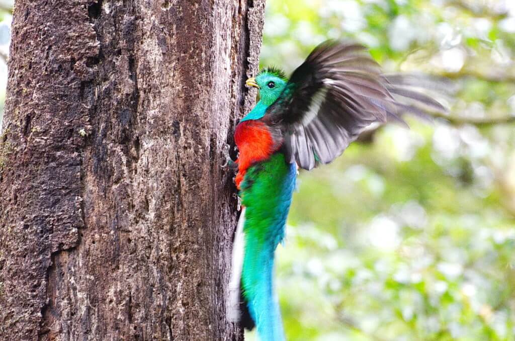 a male resplendent quetzal, monteverde cloud forest preserve, costa rica
