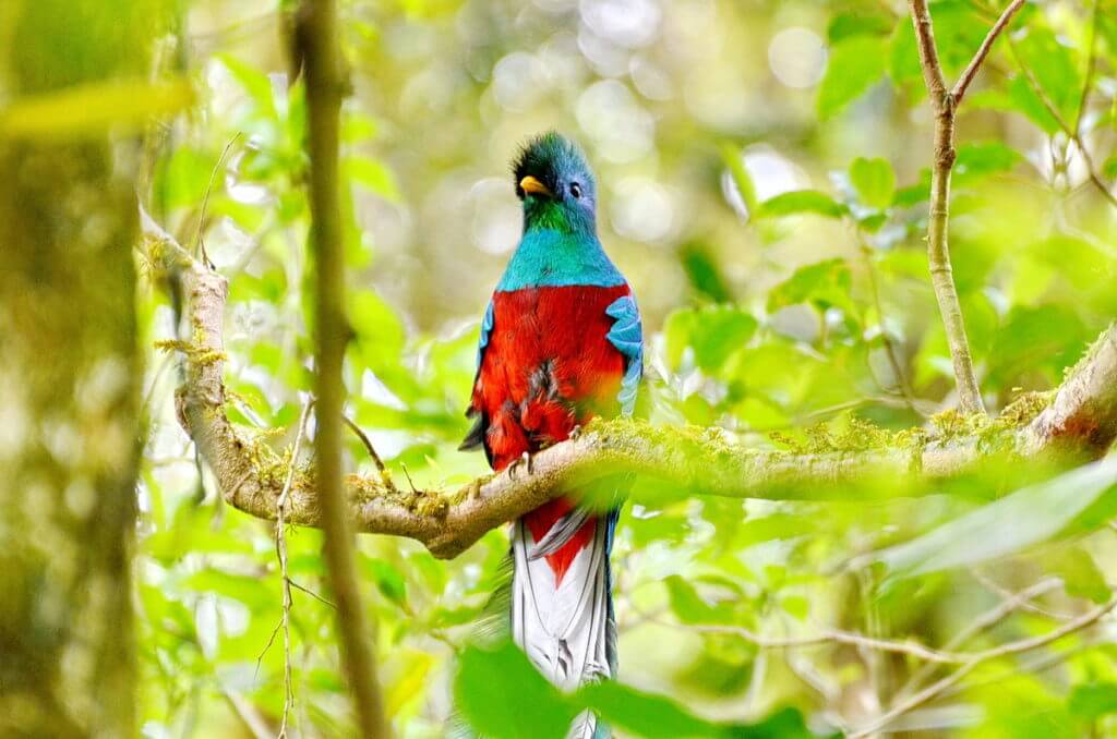a male resplendent quetzal, monteverde cloud forest preserve, costa rica