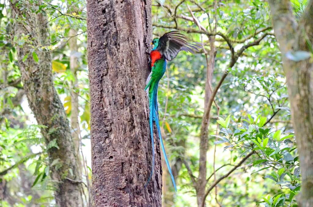 a male resplendent quetzal at a nest hole, monteverde cloud forest preserve, costa rica