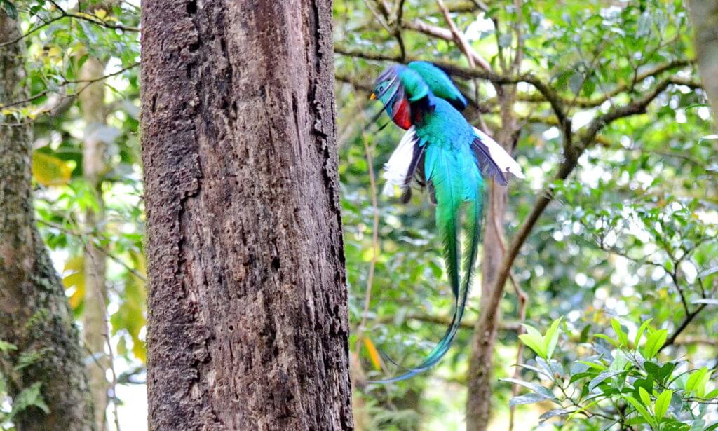 a male resplendent quetzal at a nest hole, monteverde cloud forest preserve, costa rica