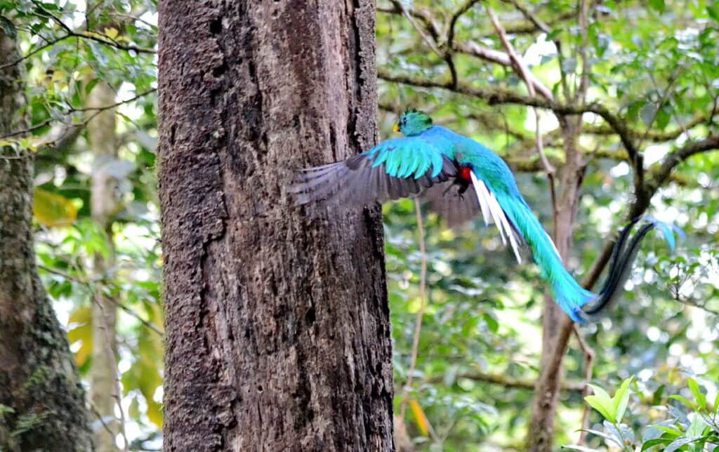 a male resplendent quetzal at a nest hole, monteverde cloud forest preserve, costa rica
