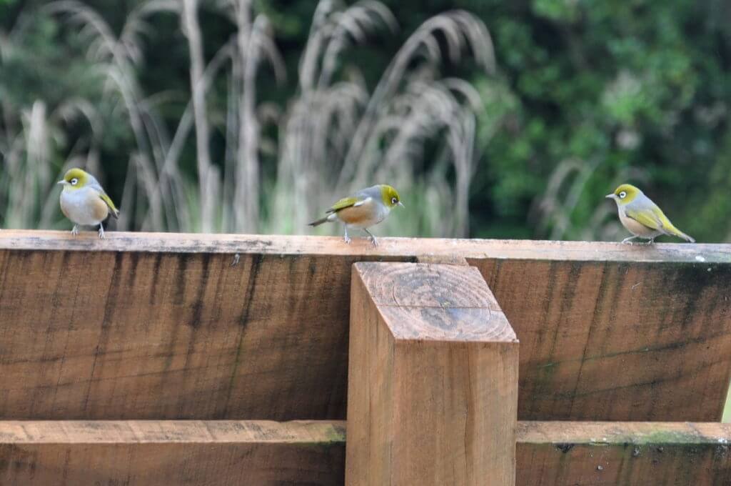 silvereyes, lake matheson, south island, new zealand