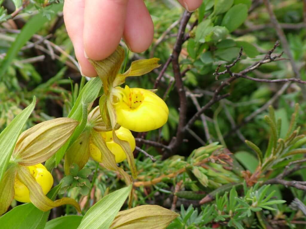 yellow lady's slipper orchids, the tablelands, newfoundland, canada